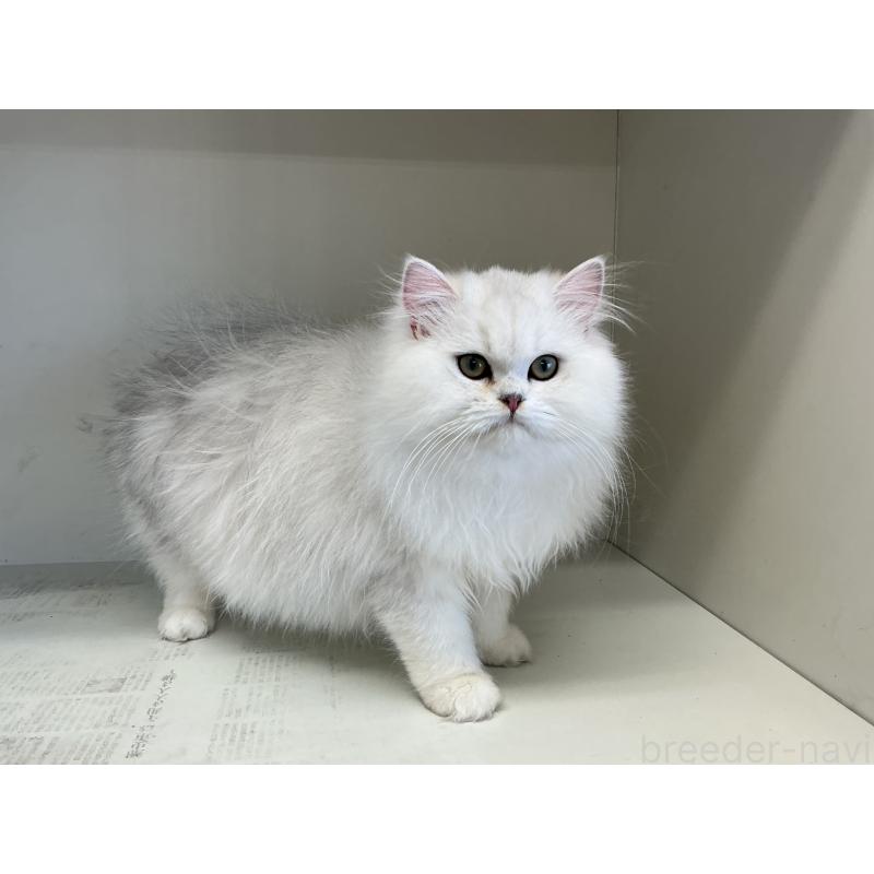 販売中の山形県のペルシャ(チンチラ)-127390の5枚目