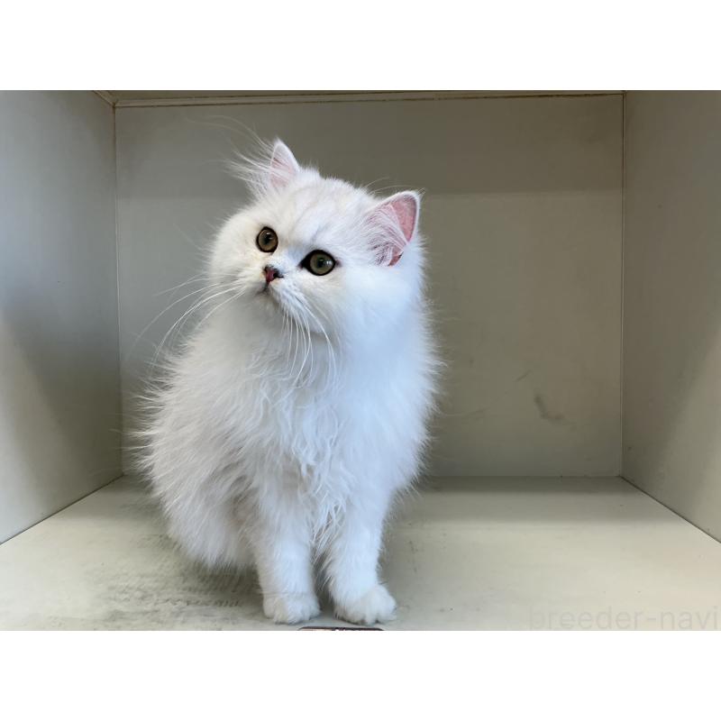 販売中の山形県のペルシャ(チンチラ)-127390の4枚目