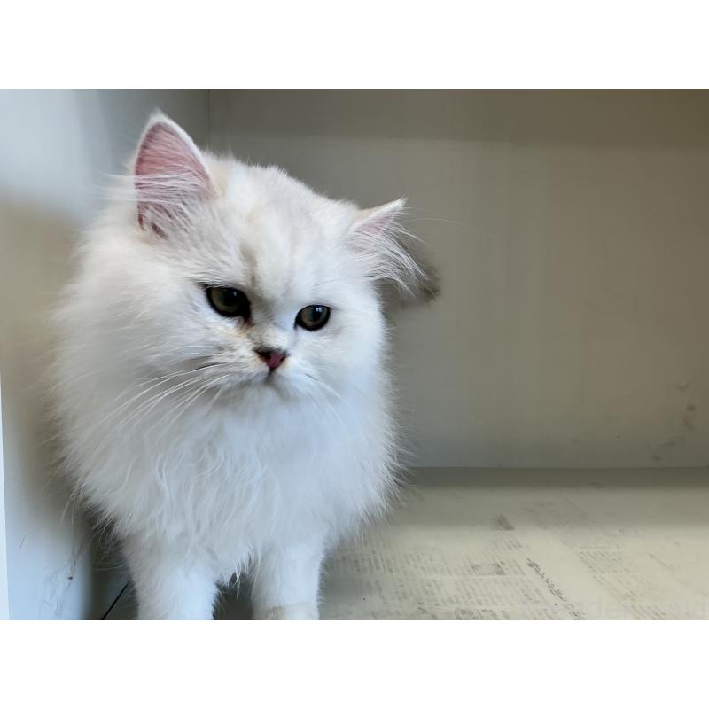 販売中の山形県のペルシャ(チンチラ)-127390の3枚目