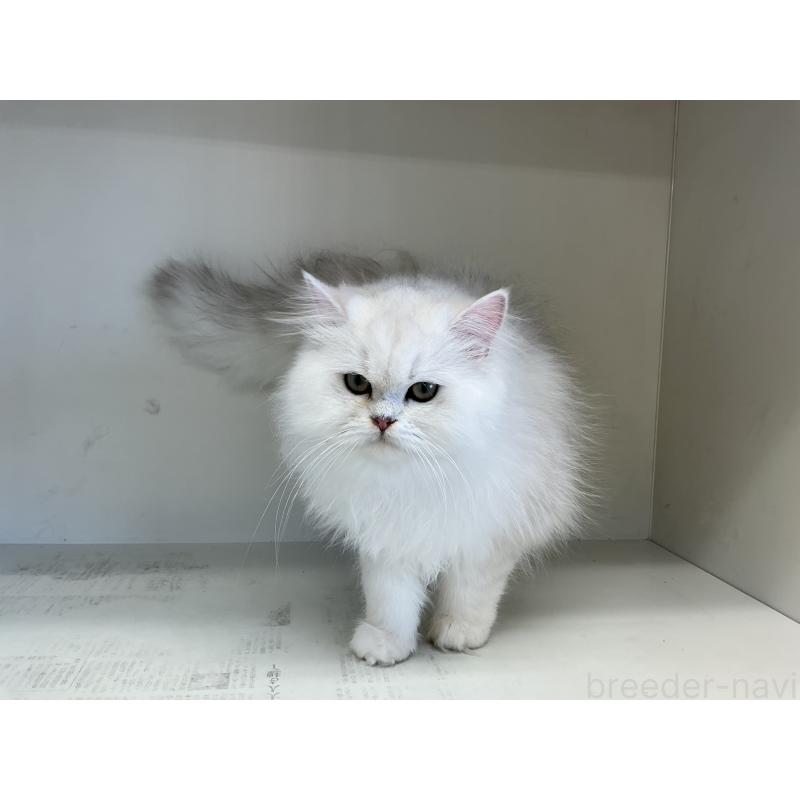 販売中の山形県のペルシャ(チンチラ)-127390の2枚目