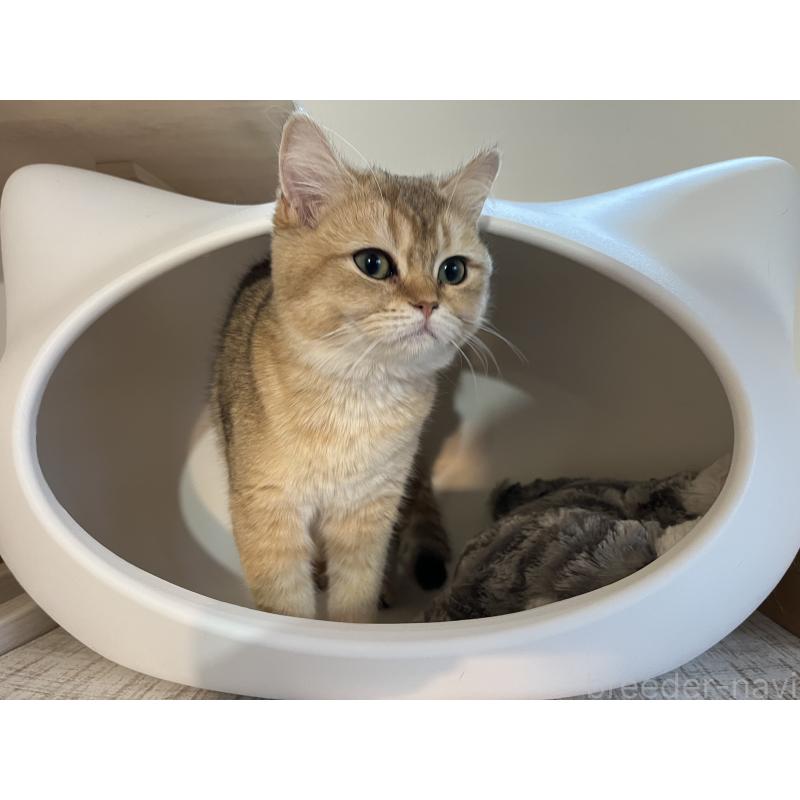 販売中の埼玉県のブリティッシュショートヘア-130379の2枚目