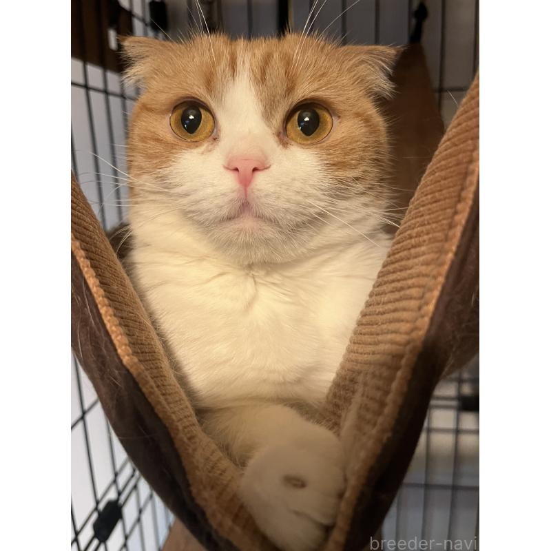 販売中の埼玉県のスコティッシュフォールド(折れ耳)-139186の4枚目