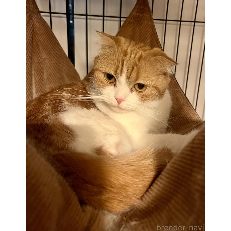 販売中の埼玉県のスコティッシュフォールド(折れ耳)-139186の3枚目