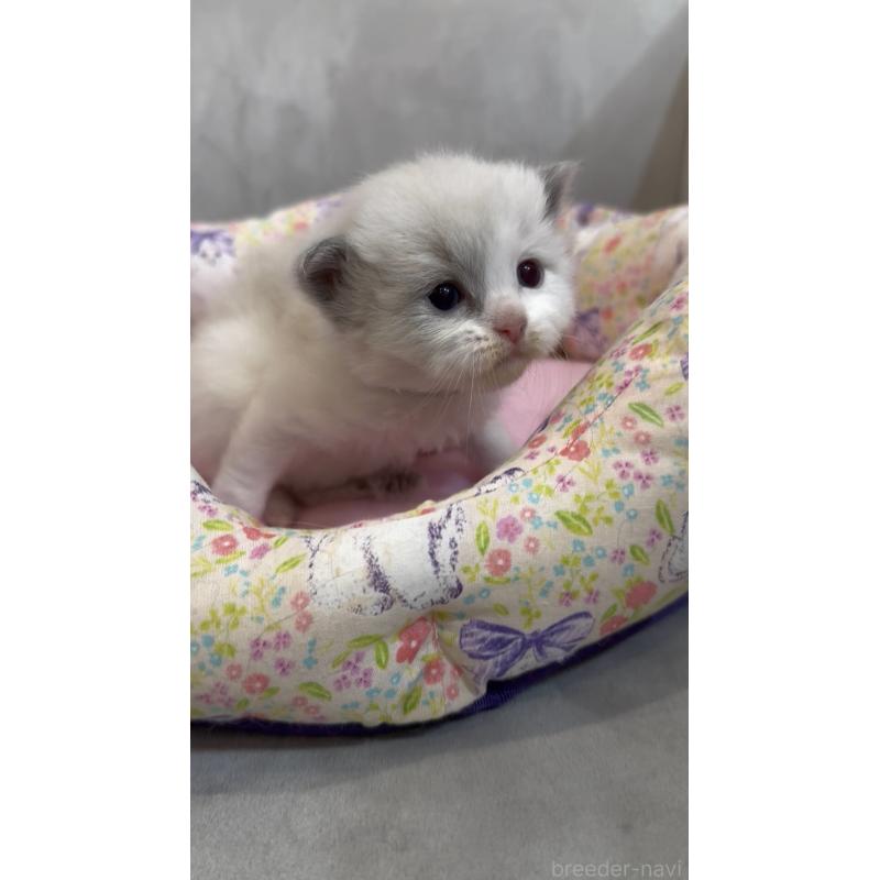 販売中の東京都のラグドール-139187の7枚目