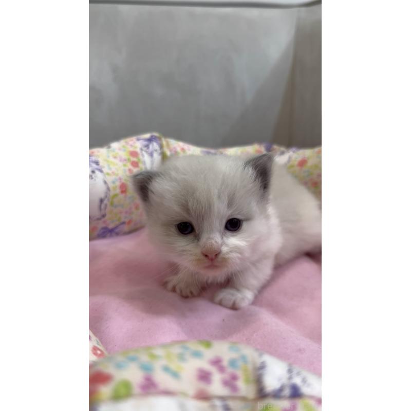 販売中の東京都のラグドール-139187の6枚目