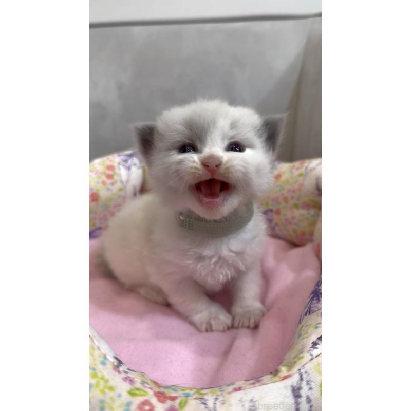 販売中の東京都のラグドール-139187の5枚目