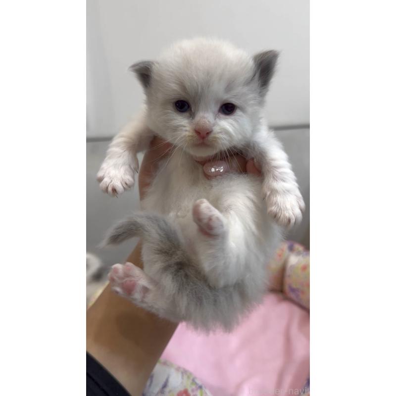 販売中の東京都のラグドール-139187の4枚目