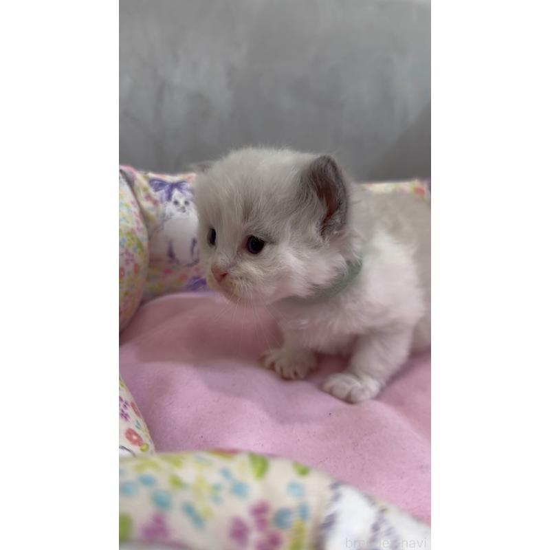 販売中の東京都のラグドール-139187の3枚目