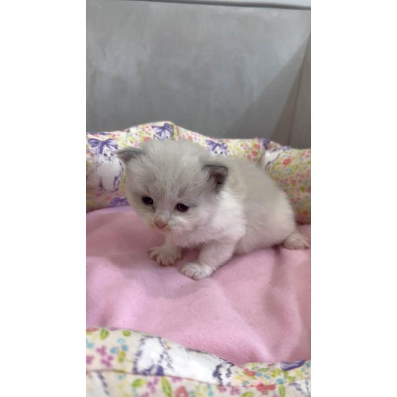 販売中の東京都のラグドール-139187の2枚目