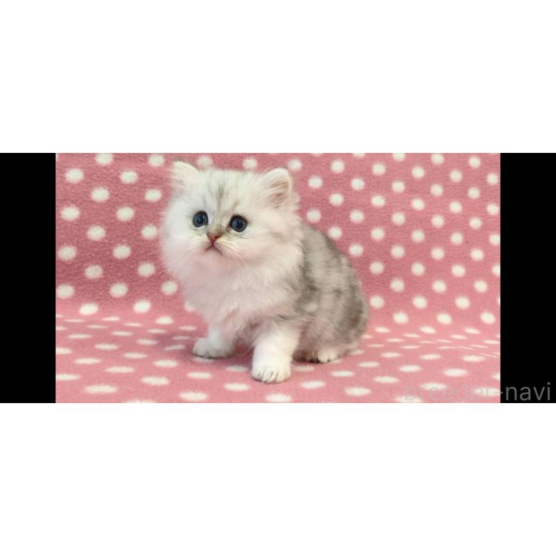 販売中の愛知県のペルシャ(チンチラ)-139188の3枚目