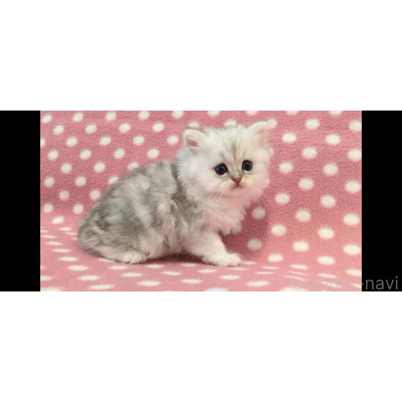 販売中の愛知県のペルシャ(チンチラ)-139188の2枚目