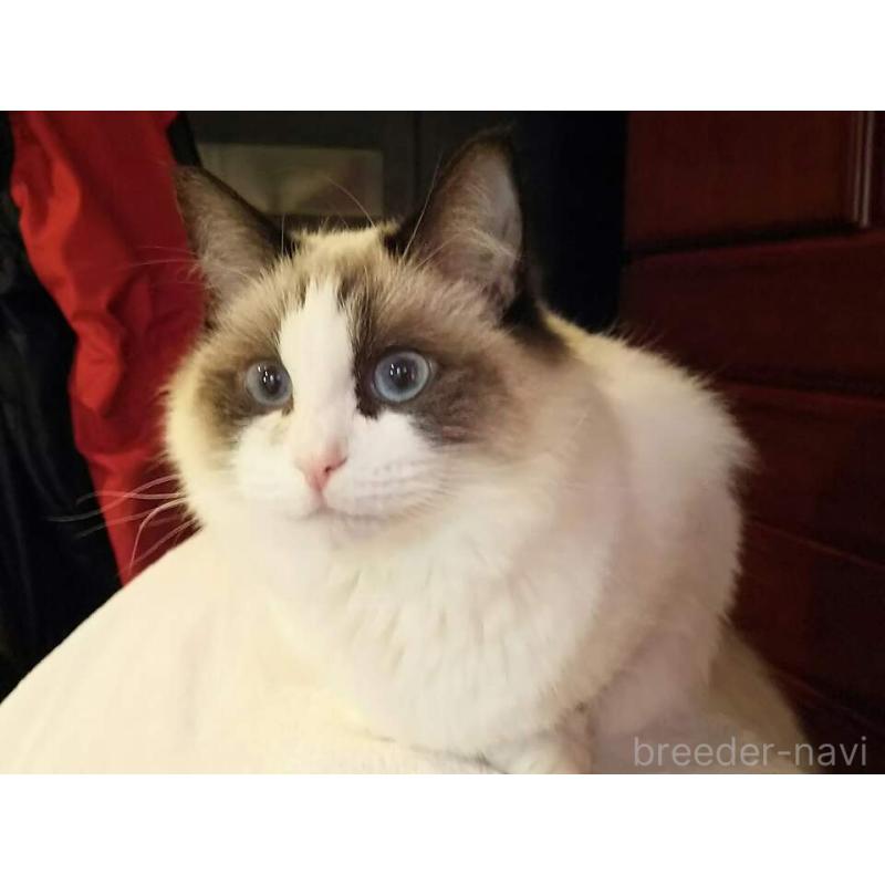 販売中の東京都のラグドール-139190の3枚目