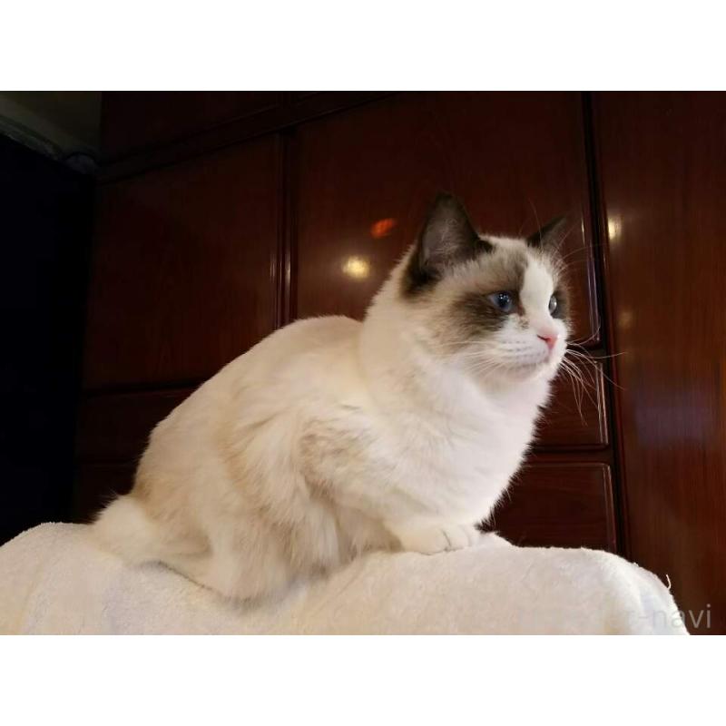 販売中の東京都のラグドール-139190の2枚目