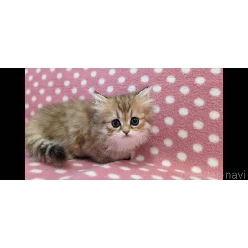 販売中の愛知県のペルシャ(チンチラ)-139189の3枚目