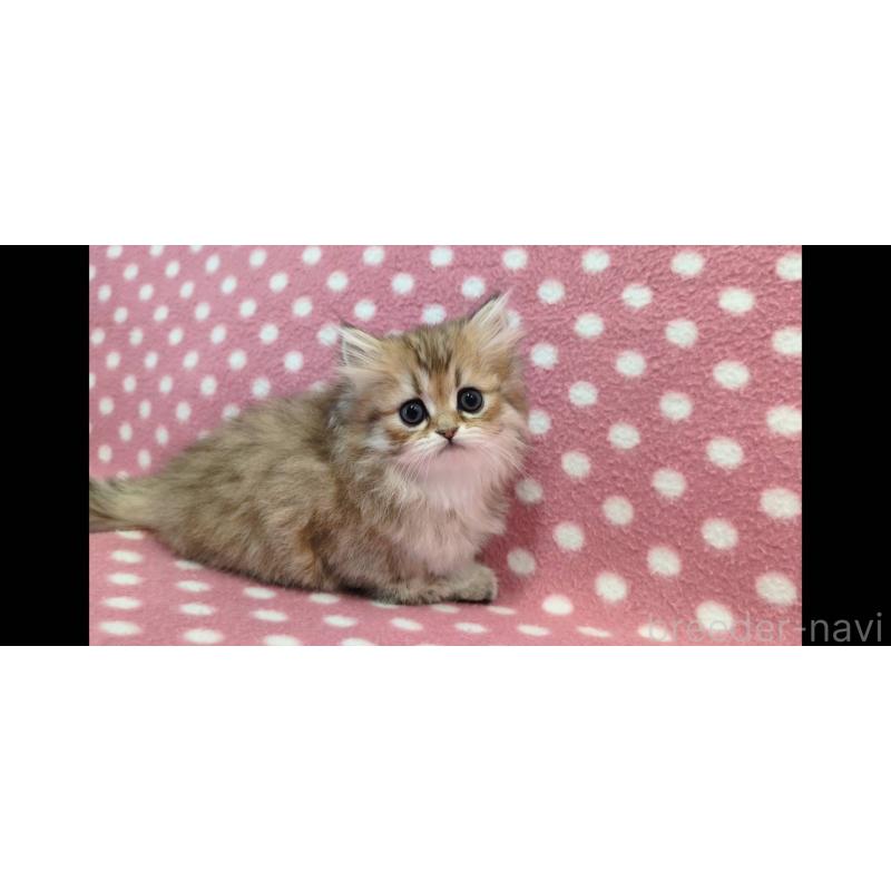 販売中の愛知県のペルシャ(チンチラ)-139189の2枚目