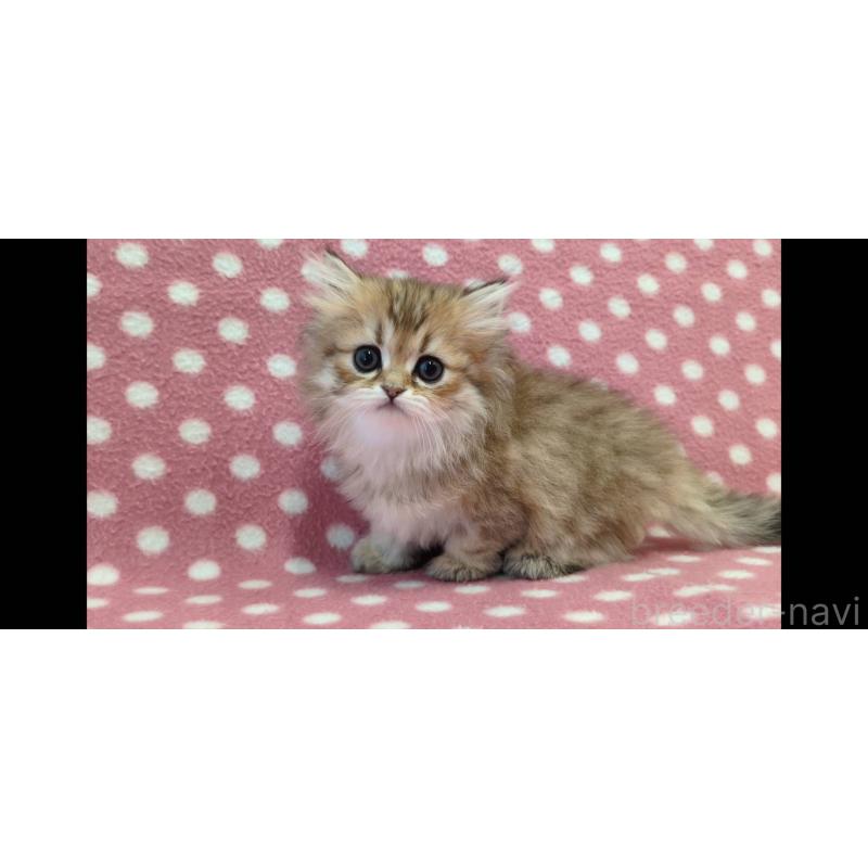 販売中の愛知県のペルシャ(チンチラ)-139189の1枚目