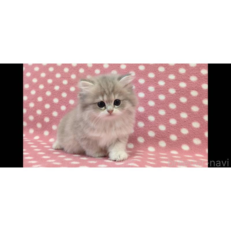 販売中の愛知県のペルシャ(チンチラ)-139191の3枚目
