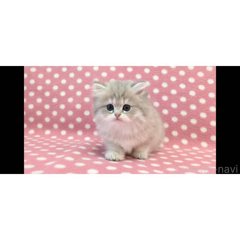 販売中の愛知県のペルシャ(チンチラ)-139191の2枚目