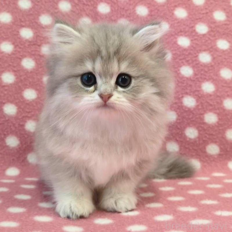 販売中の愛知県のペルシャ(チンチラ)-139191の1枚目