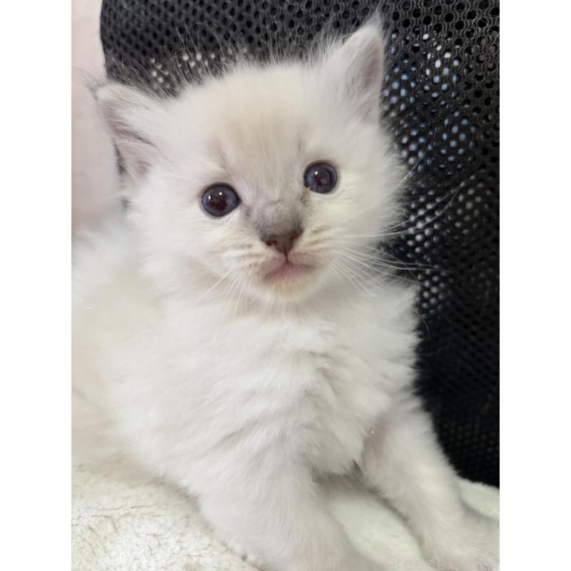 販売中の兵庫県のラグドール-139194の2枚目