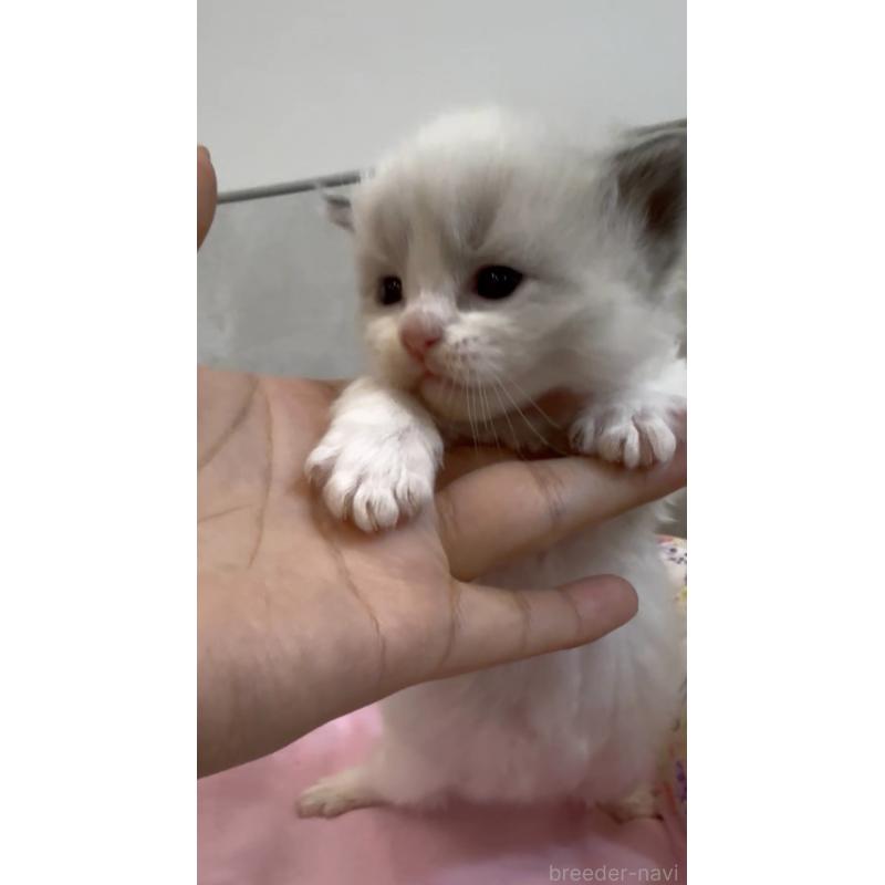 販売中の東京都のラグドール-139192の5枚目