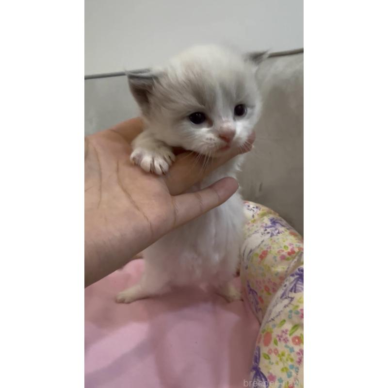 販売中の東京都のラグドール-139192の4枚目