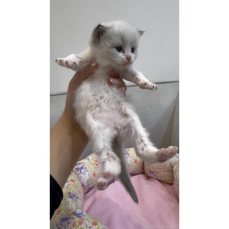 販売中の東京都のラグドール-139192の3枚目