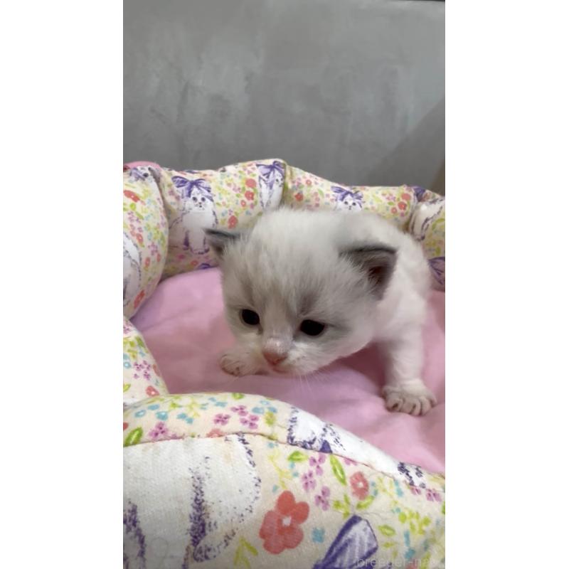 販売中の東京都のラグドール-139192の2枚目