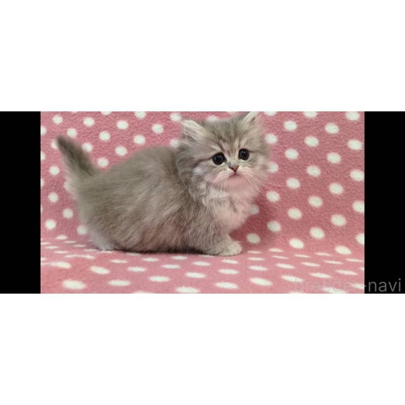 販売中の愛知県のペルシャ(チンチラ)-139193の3枚目