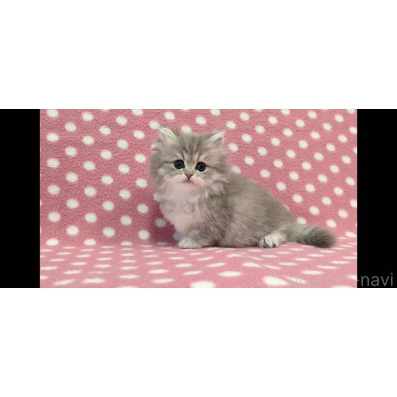 販売中の愛知県のペルシャ(チンチラ)-139193の2枚目