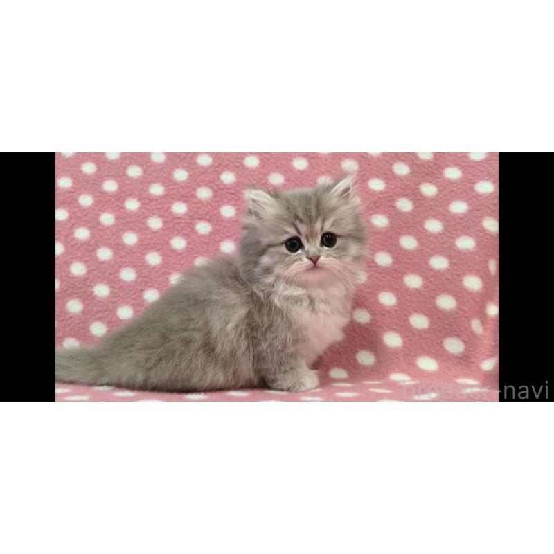 販売中の愛知県のペルシャ(チンチラ)-139193の1枚目