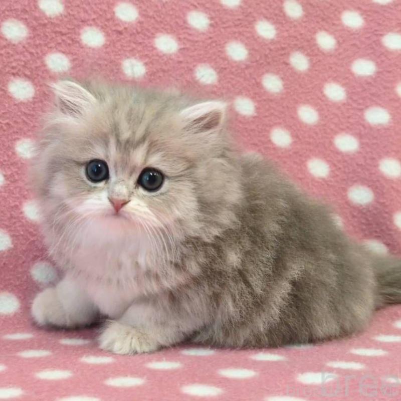 販売中の愛知県のペルシャ(チンチラ)-139195