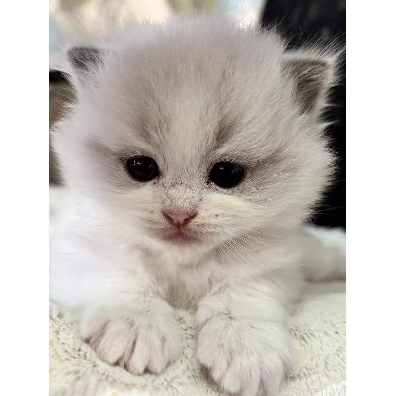 販売中の兵庫県のラグドール-139196の3枚目