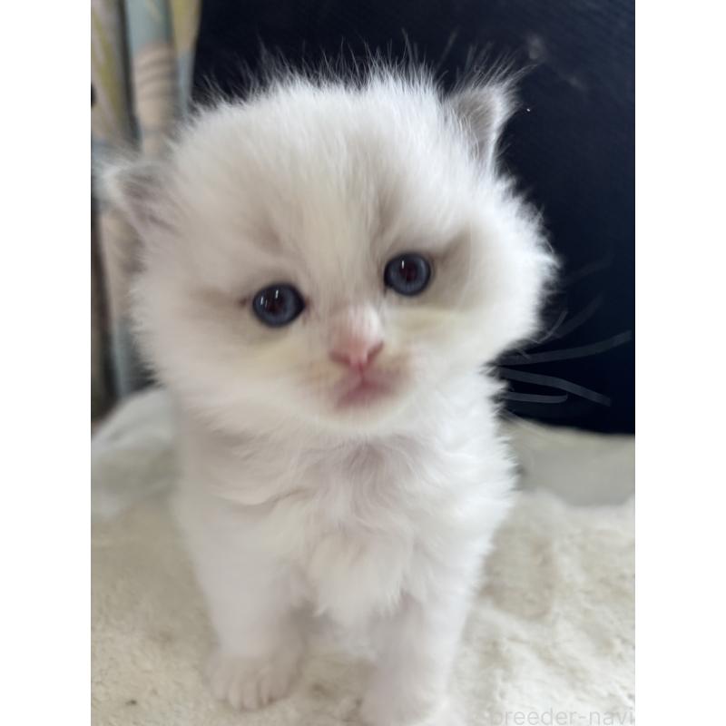 販売中の兵庫県のラグドール-139196の2枚目