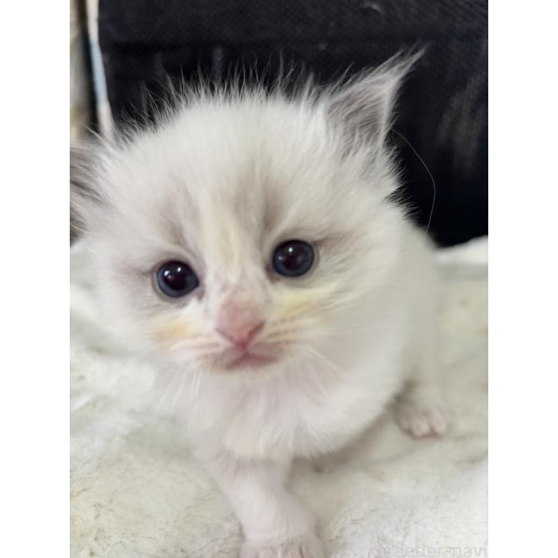 販売中の兵庫県のラグドール-139197の3枚目