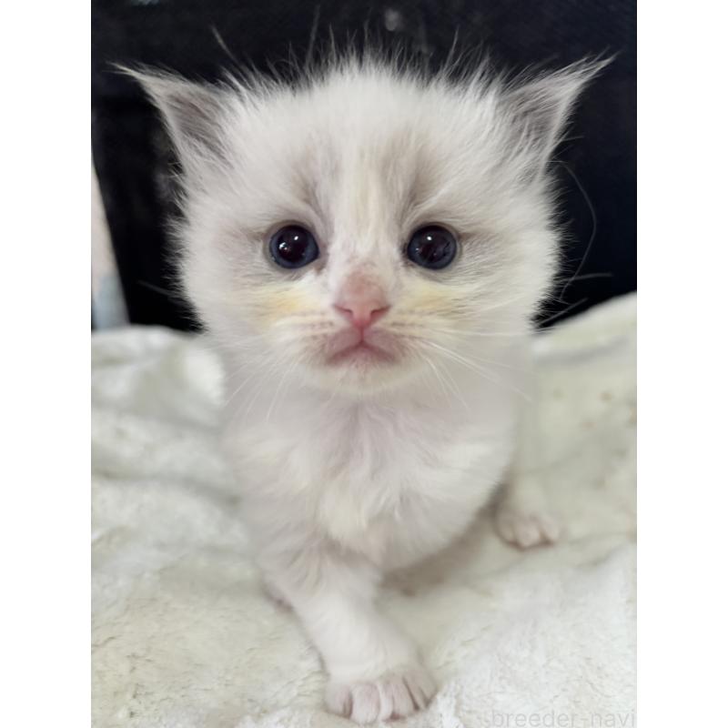 販売中の兵庫県のラグドール-139197の2枚目