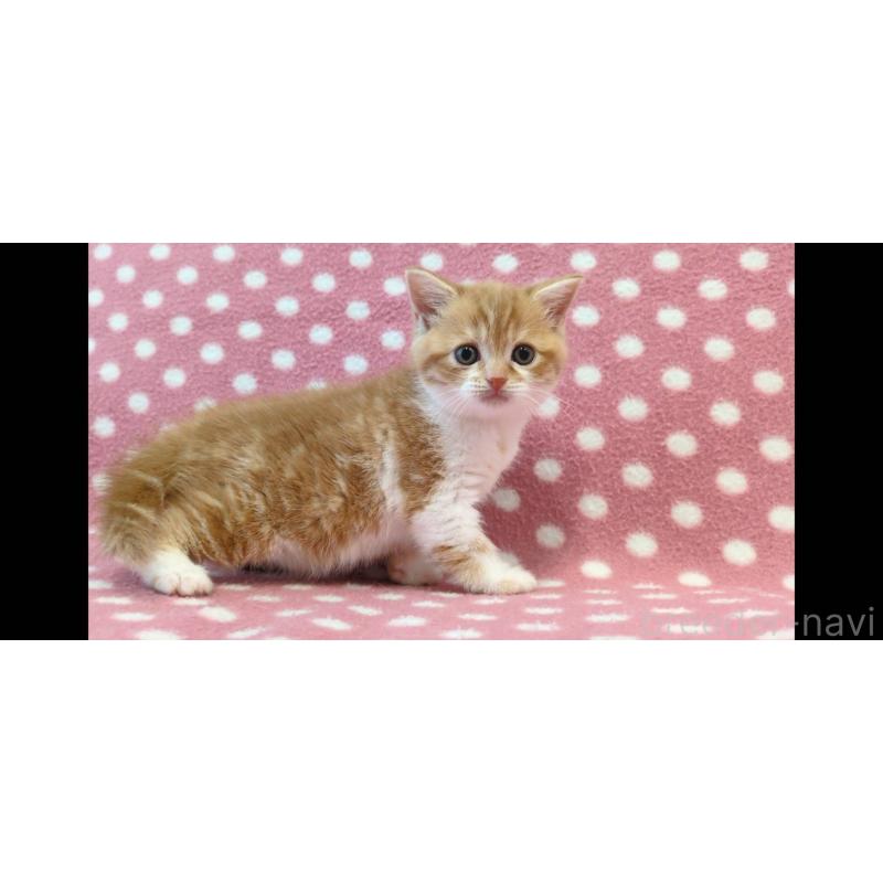 販売中の愛知県のスコティッシュフォールド-139198の3枚目