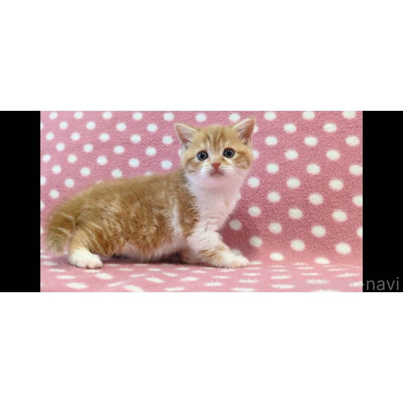 販売中の愛知県のスコティッシュフォールド-139198の2枚目