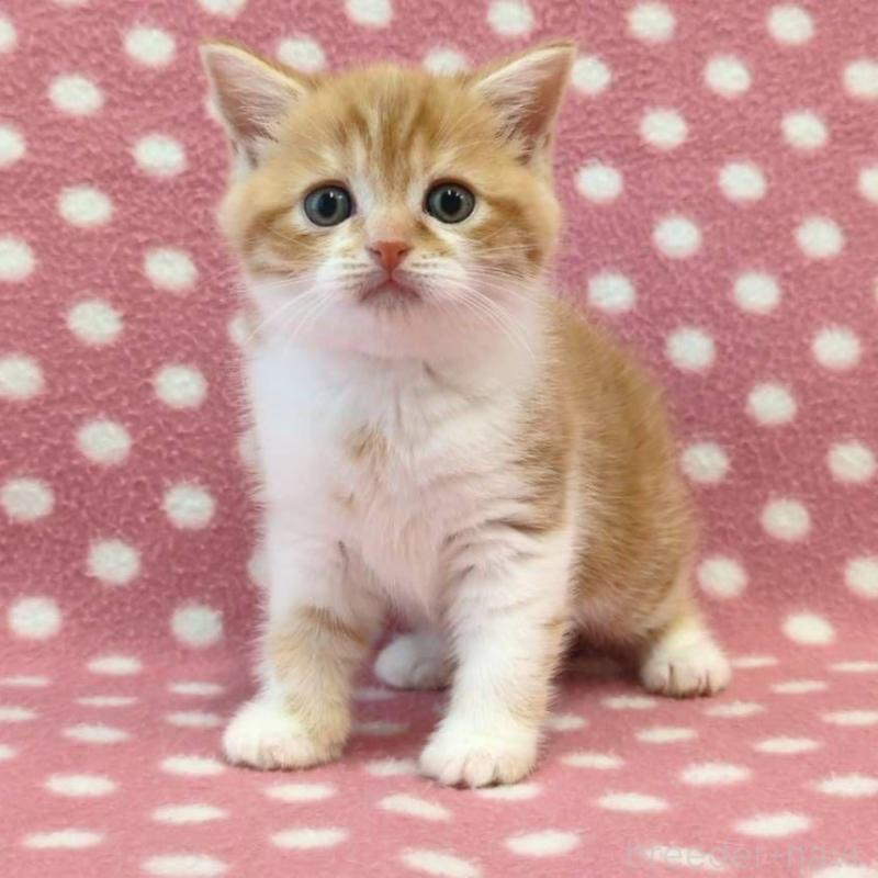 販売中の愛知県のスコティッシュフォールド-139198