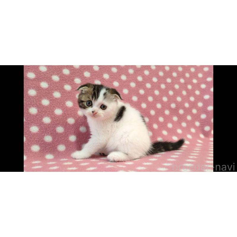 販売中の愛知県のスコティッシュフォールド(折れ耳)-139199の2枚目