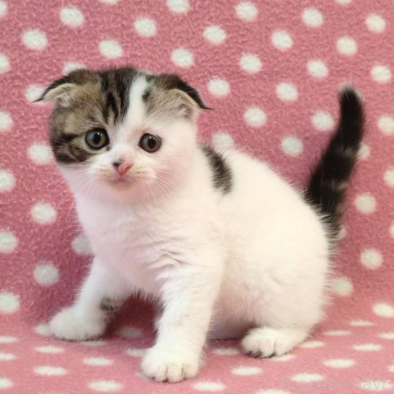 販売中の愛知県のスコティッシュフォールド(折れ耳)-139199