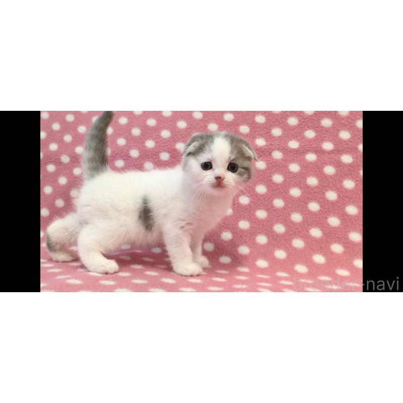 販売中の愛知県のスコティッシュフォールド(折れ耳)-139200の3枚目