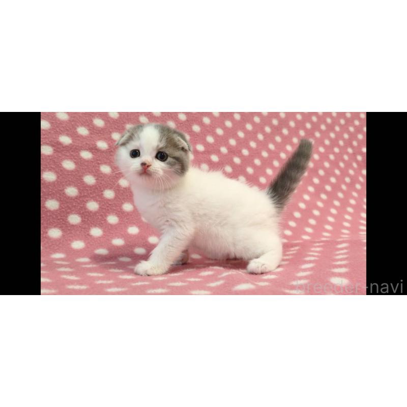 販売中の愛知県のスコティッシュフォールド(折れ耳)-139200の2枚目