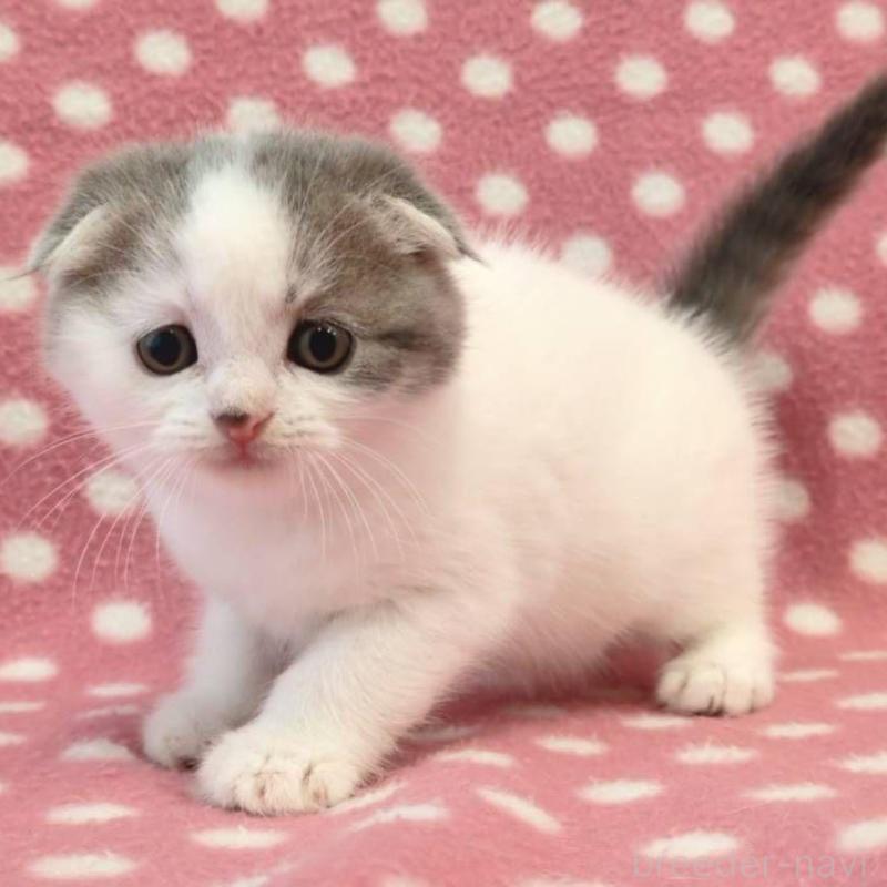 販売中の愛知県のスコティッシュフォールド(折れ耳)-139200