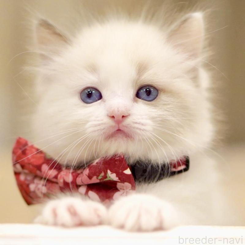 販売中の東京都のラグドール-137813