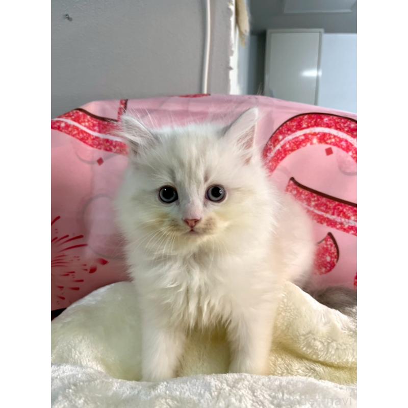 販売中の埼玉県のサイベリアン-136269の3枚目