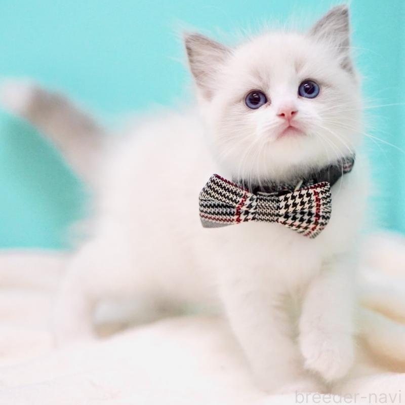 販売中の東京都のラグドール-137814