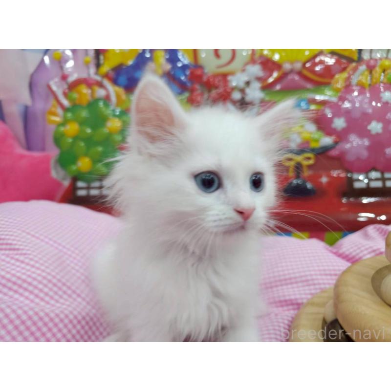 販売中の埼玉県のサイベリアン-136444の4枚目