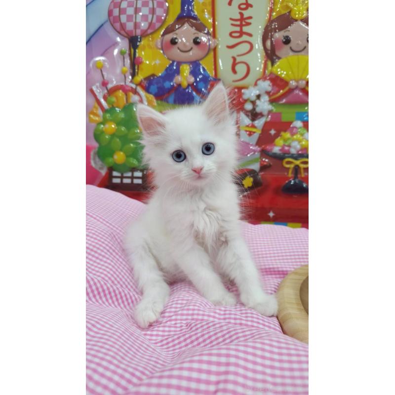 販売中の埼玉県のサイベリアン-136444の3枚目