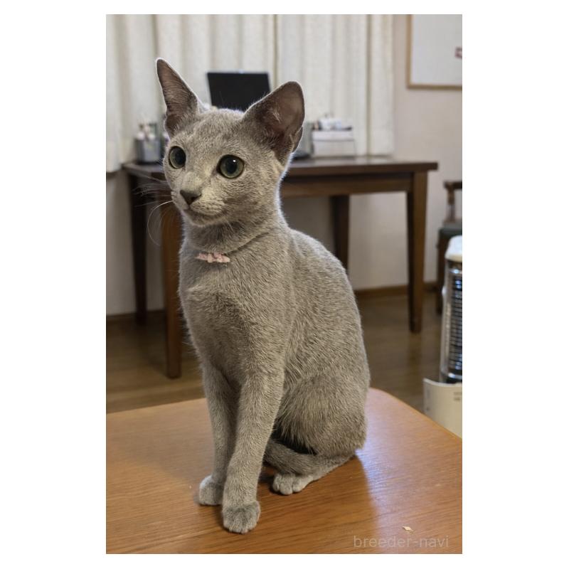 販売中の埼玉県のロシアンブルー-133759